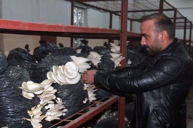 Hakkari’de İlk Defa İstiridye Mantarı Üretildi