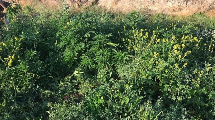 Midyat&rsquo;ta Bin 264 K&ouml;k Kenevir Ele Ge&ccedil;irildi