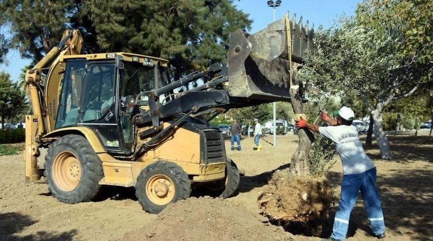 Aliağa&rsquo;da Zeytin Takviyesine Devam