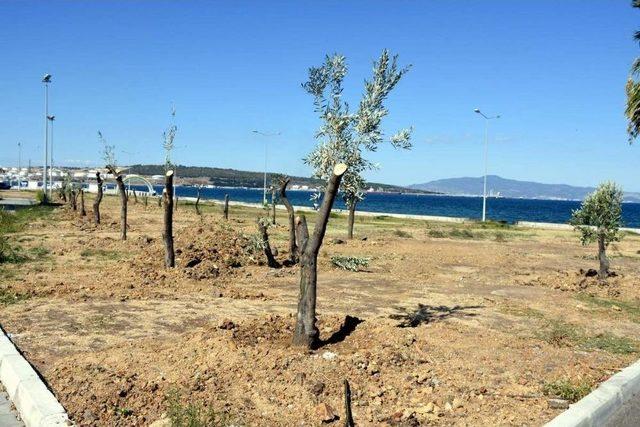 Aliağa’da Zeytin Takviyesine Devam