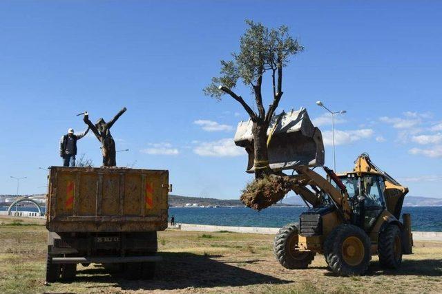 Aliağa’da Zeytin Takviyesine Devam