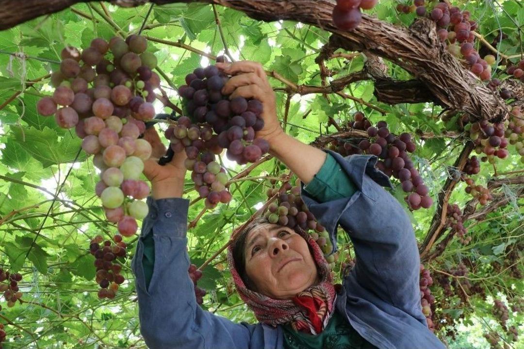 Yılın İlk &Uuml;z&uuml;m Hasadı &Uuml;reticiyi Memnun Etti