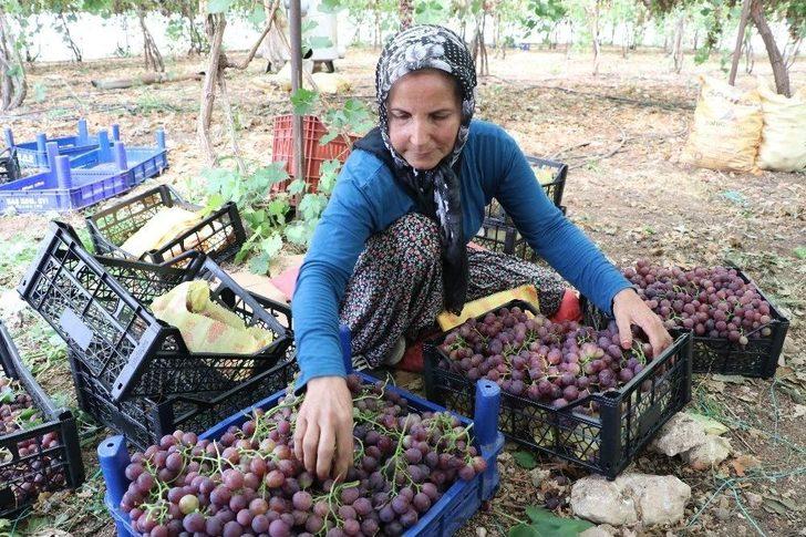 Yılın İlk Üzüm Hasadı Üreticiyi Memnun Etti G1