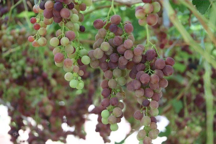 Yılın İlk Üzüm Hasadı Üreticiyi Memnun Etti G2