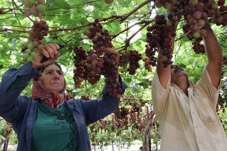 Yılın İlk Üzüm Hasadı Üreticiyi Memnun Etti G4