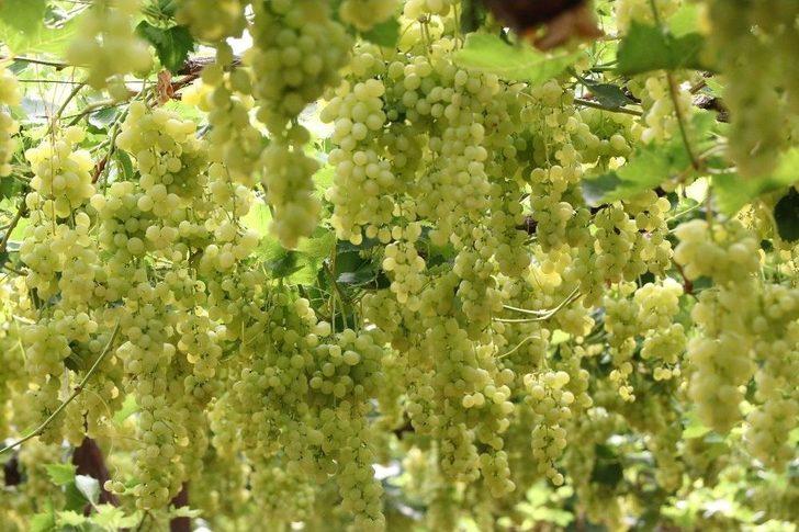 Yılın İlk Üzüm Hasadı Üreticiyi Memnun Etti G5