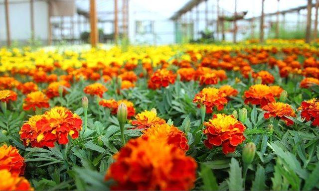 Çankaya Belediyesi 600 Bin Yazlık Çiçek Üretecek