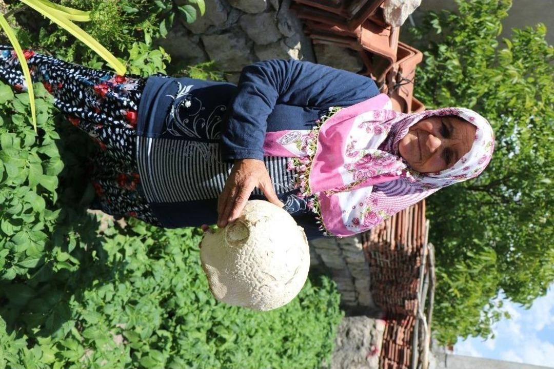 Mahallelileri Şaşırtan Mantar