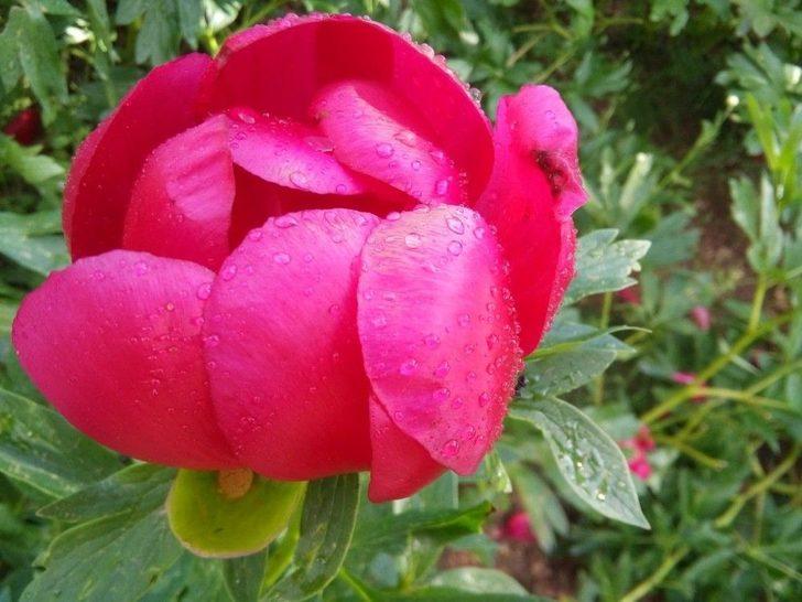 Çiçek Koparana 48 Bin Lira Ceza G2