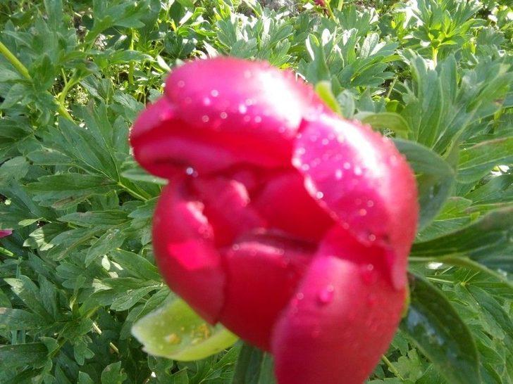 Çiçek Koparana 48 Bin Lira Ceza G3