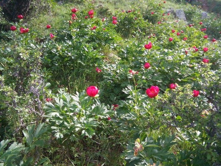 Çiçek Koparana 48 Bin Lira Ceza G4