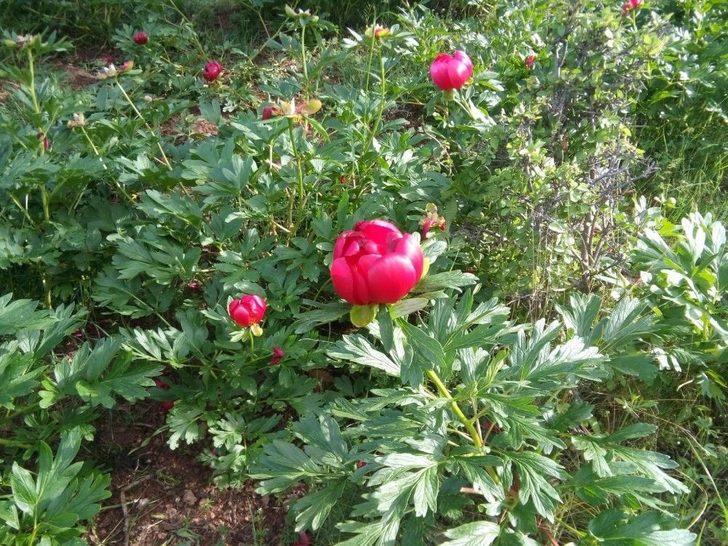 Çiçek Koparana 48 Bin Lira Ceza G5