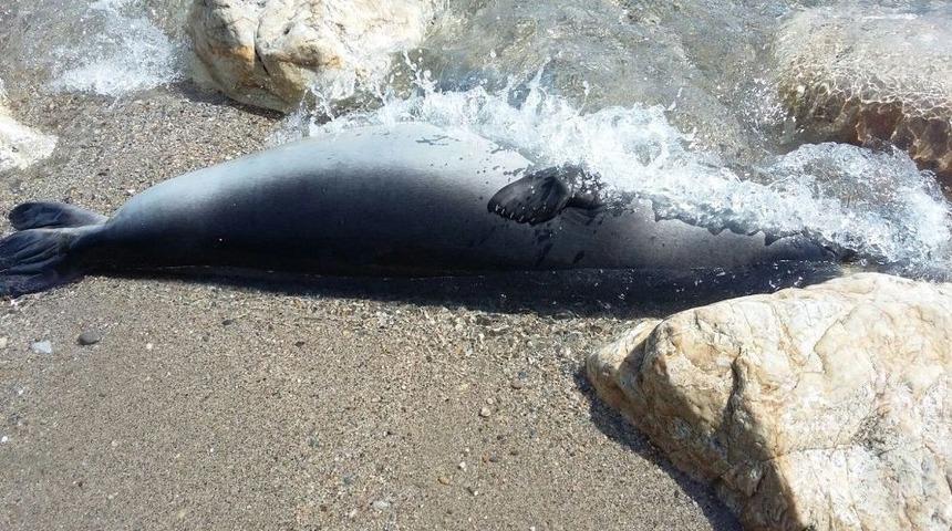 &Ouml;l&uuml; Akdeniz Foku Sahile Vurdu