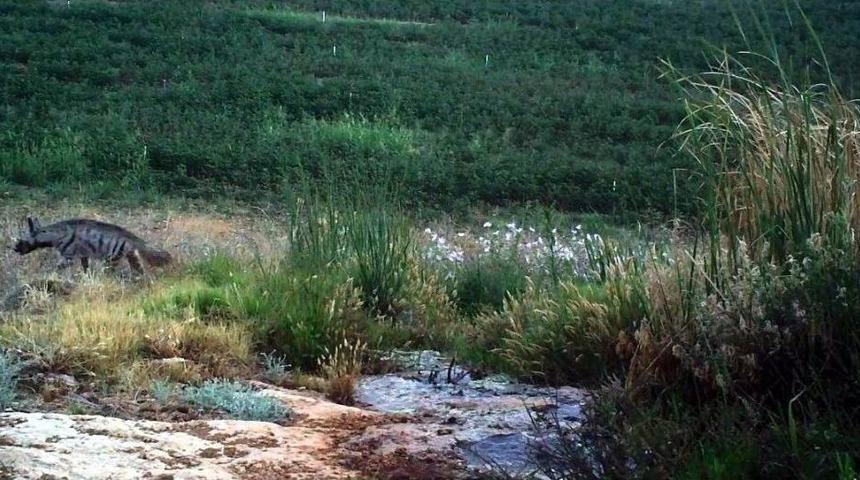 Hatay’da Çizgili Sırtlan Görüntülendi