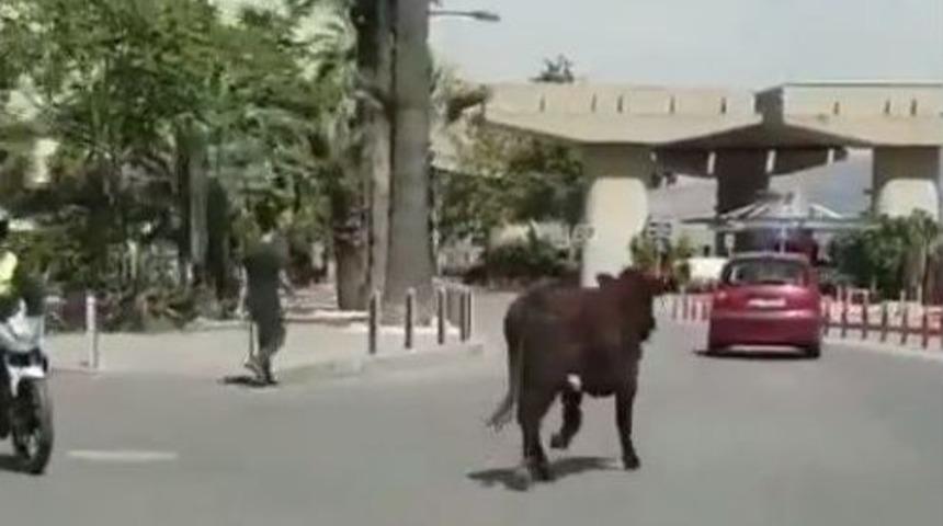 Kamyona Y&uuml;klenirken Ka&ccedil;an Boğalar, Ortalığı Birbirine Kattı