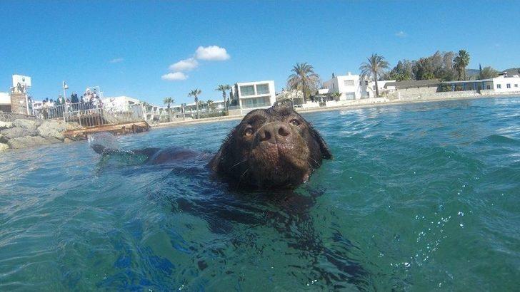 Bodrum Ortakent Deniz Dibi Temizliğinde Neşeli Anlar G5