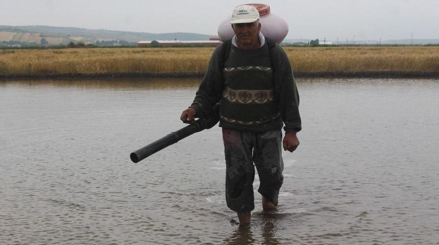 Manyas&rsquo;ta &Ccedil;eltik Ekimleri Başladı