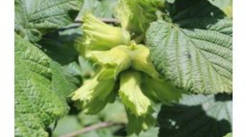 2018 D&uuml;nya Fındık Rekoltesinde İlk Tahminler A&ccedil;ıklandı