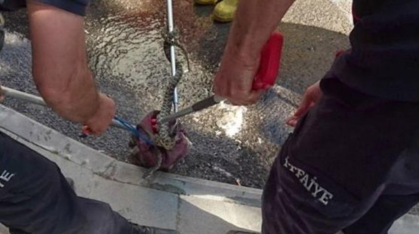 İtfaiyeden Yılan Operasyonu