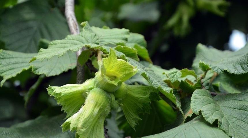 Inc&rsquo;ye Rekolte Tepkisi