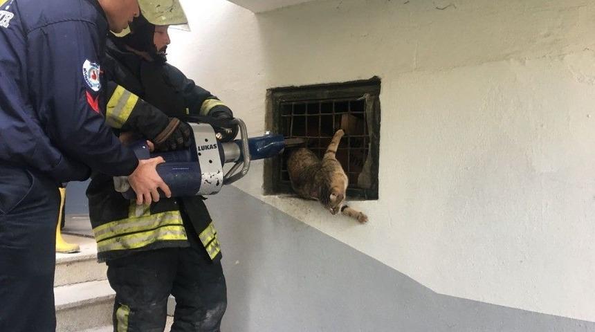 Bodrum Katta Parmaklıklara Sıkışan Kediyi İtfaiye Kurtardı