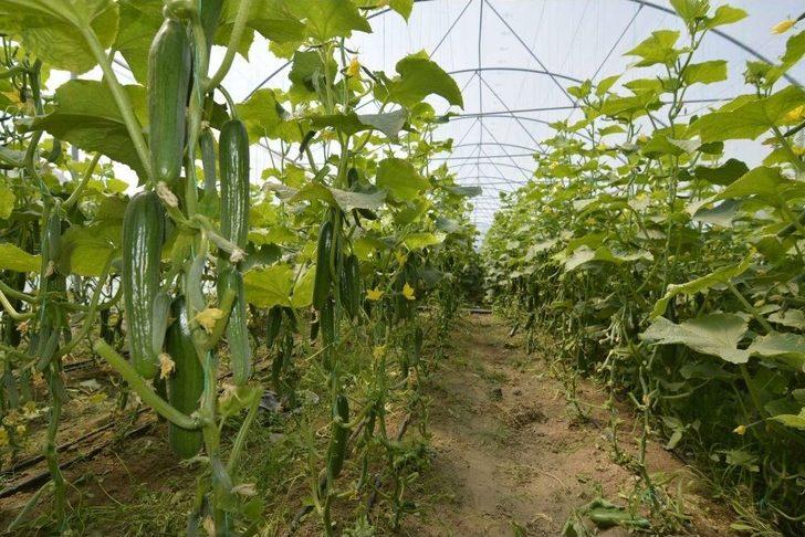 Büyükşehirin Sağladığı Sera Desteği Üreticiyi Kalkındırıyor G1