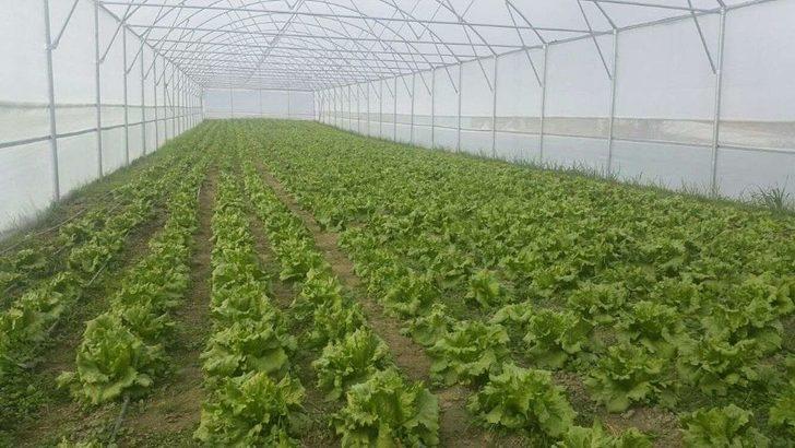 Büyükşehirin Sağladığı Sera Desteği Üreticiyi Kalkındırıyor G2