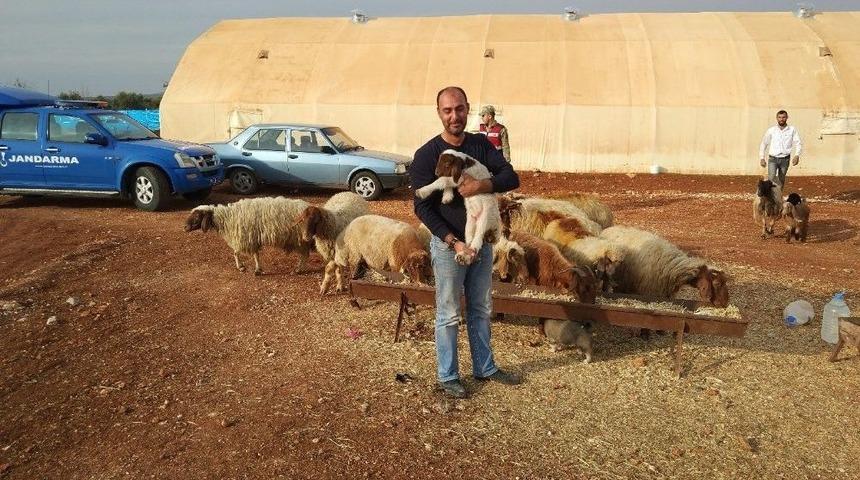 &Ccedil;alınan K&uuml;&ccedil;&uuml;kbaş Hayvanlar Bulundu