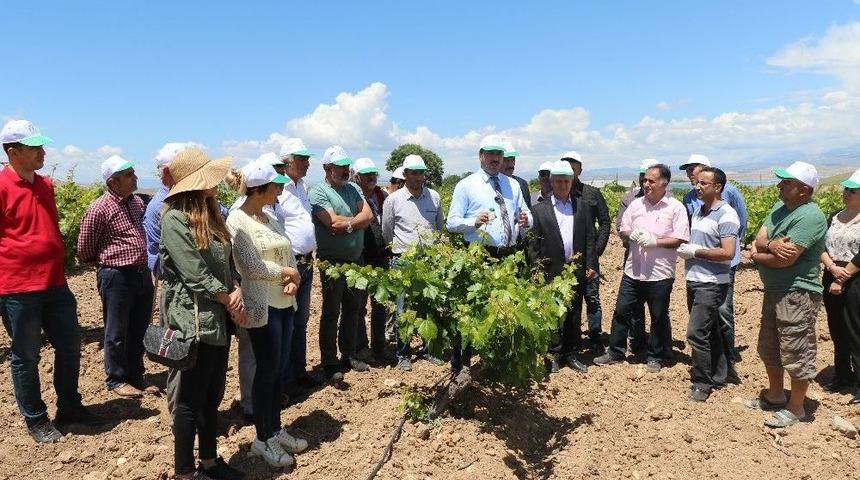 Elazığ&rsquo;da Bağlarda Biyolojik M&uuml;cadele