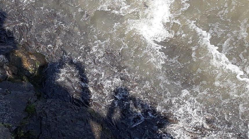 Uçan Balıkların Göçü Devam Ediyor