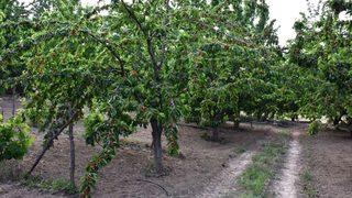 Kiraz Yarışması’na Başvuran Üreticilerin Bahçeleri İncelenmeye Başladı