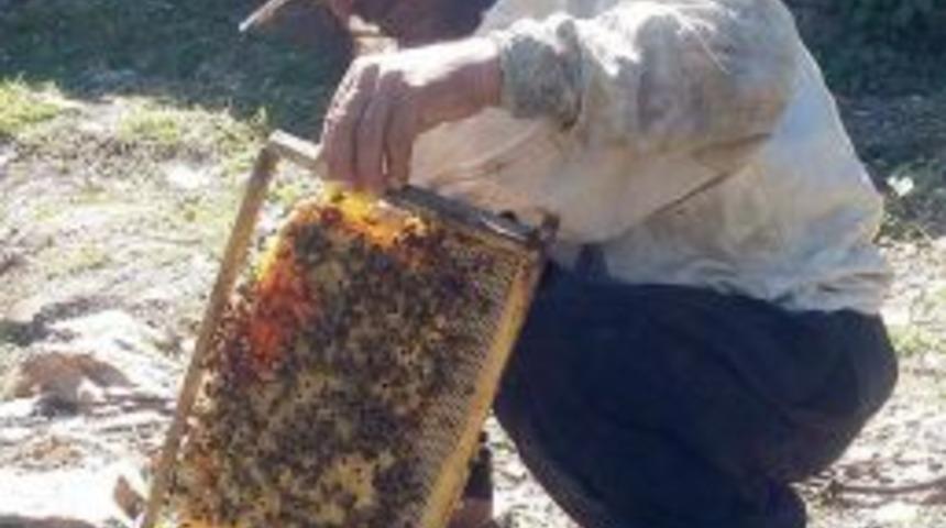 Ağa&ccedil;tan D&uuml;ş&uuml;p Hayatını Kaybetti