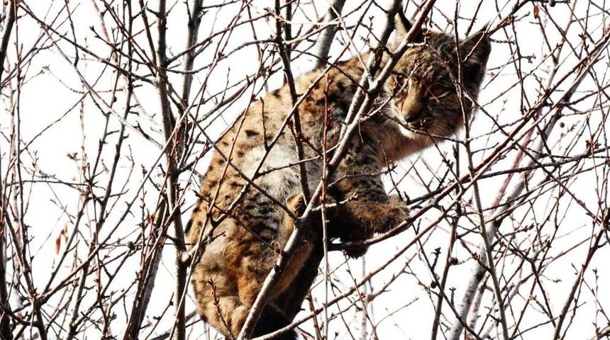 Nesli T&uuml;kenmekte Olan Vaşak Mahsur Kaldığı Ağa&ccedil;tan Kurtarıldı