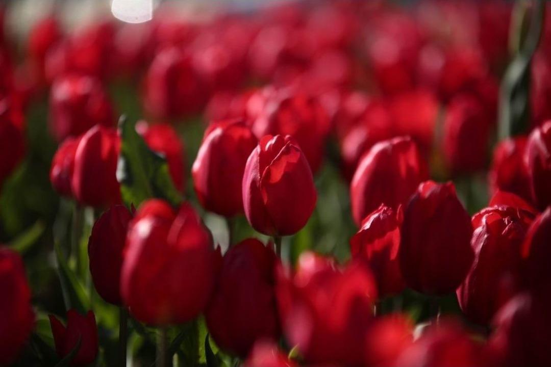 Laleler A&ccedil;tı Kırklareli Renklendi