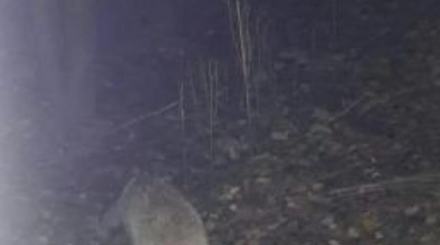 Davetsiz Misafir, Meraklı Bakışlara Aldırmadan Kedilerin Mamasını Bitirdi