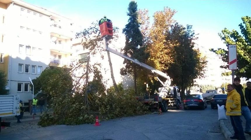 Efeler&rsquo;de Ağa&ccedil;lar Bakıma Alındı