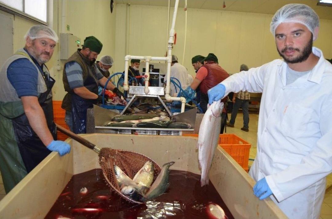 Trabzon&rsquo;dan Uzakdoğu&rsquo;ya Somon İhracı