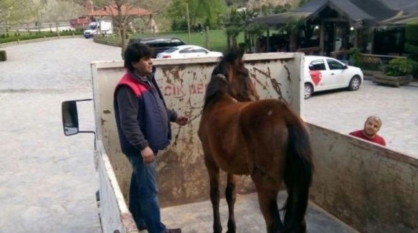 Yakalanan At Sahibine Teslim Edildi