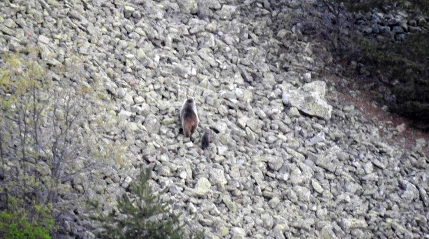 Anne Ve Yavru Boz Ayı G&uuml;m&uuml;şhane&rsquo;de Kameralara Takıldı