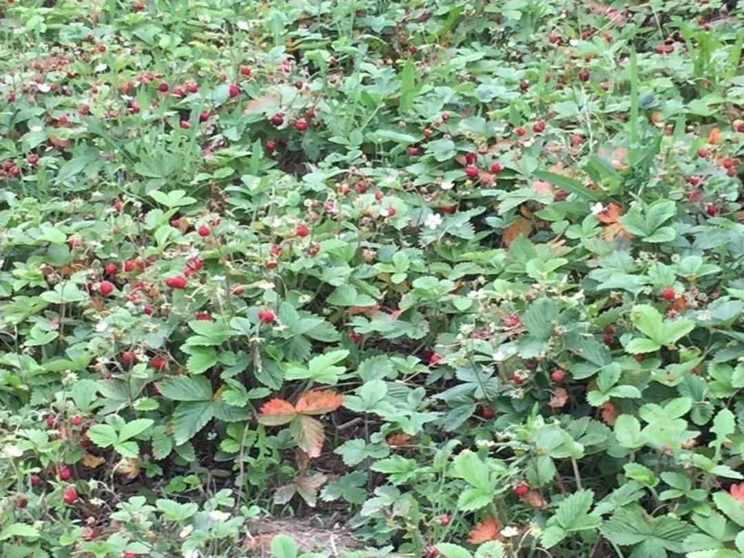 Ak&ccedil;akoca&rsquo;da Yerli &Ccedil;ilek Pazara İndi