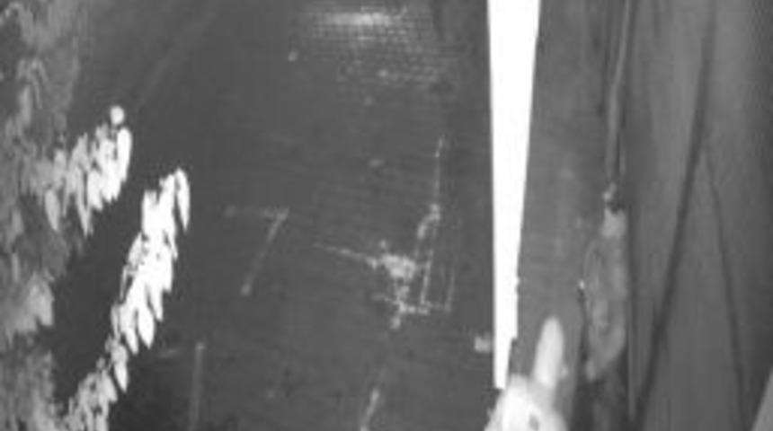 Kasa Fareleri G&uuml;venlik Kamerasına Yakalandı