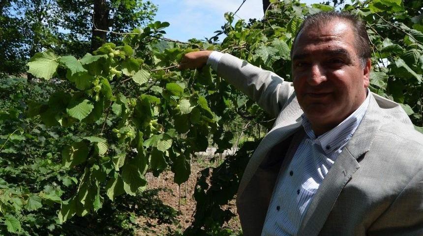 Arslant&uuml;rk D&uuml;nya Fındık Rekoltesi Tahminini Değerlendirdi