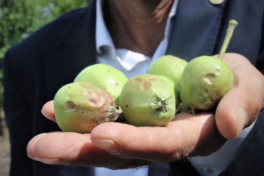 Bursa&rsquo;da Dolu Binlerce D&ouml;n&uuml;m Meyve Bah&ccedil;esine Zarar Verdi