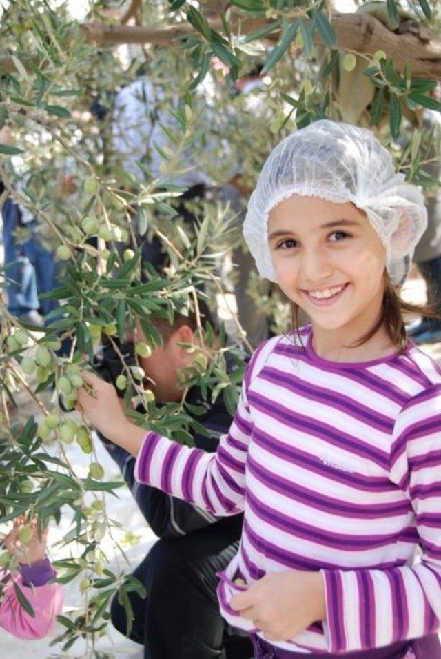 Türk Zeytin Ve Zeytinyağı Sektörü Gözünü Ortadoğu’ya Dikti