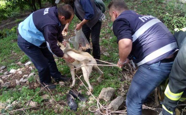 İtfaiyecilere Hayvan Kurtarma Ödülü Olarak Kaval Dinletisi