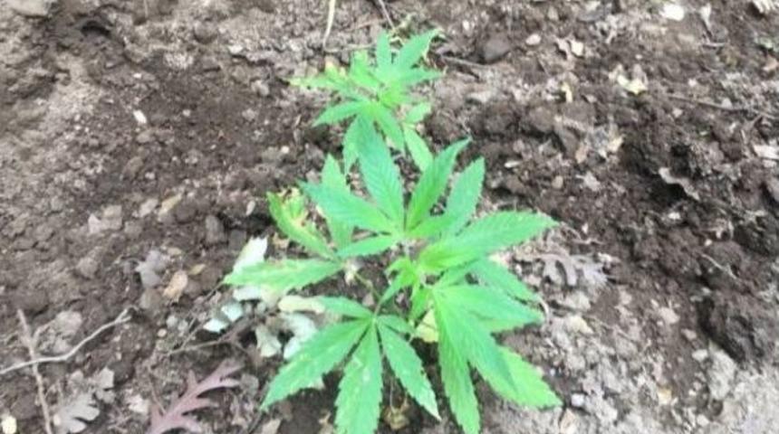 Manisa&rsquo;da 167 K&ouml;k Hint Keneviri Ele Ge&ccedil;irildi