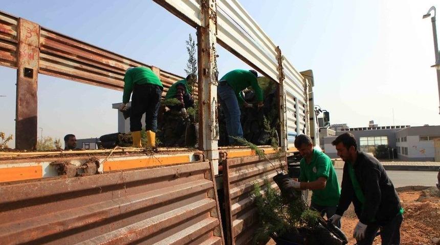 Adıyaman &Uuml;niversitesi Kampus Alanı 7 Bin 800 Fidan Dikilecek