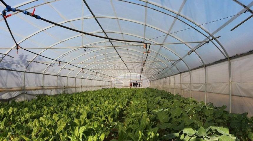 Trabzon&rsquo;da Yılda Yaklaşık 25 Bin Ton Sebze &Uuml;retiliyor Ama...