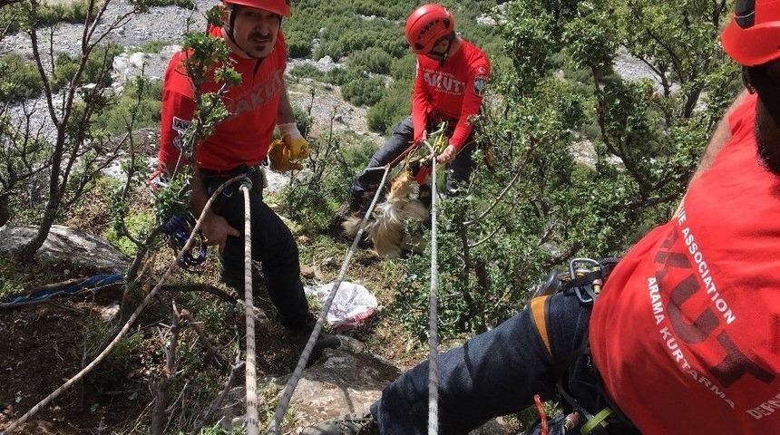 Kayalıklarda Mahsur Kalan Keçiler Kurtarıldı