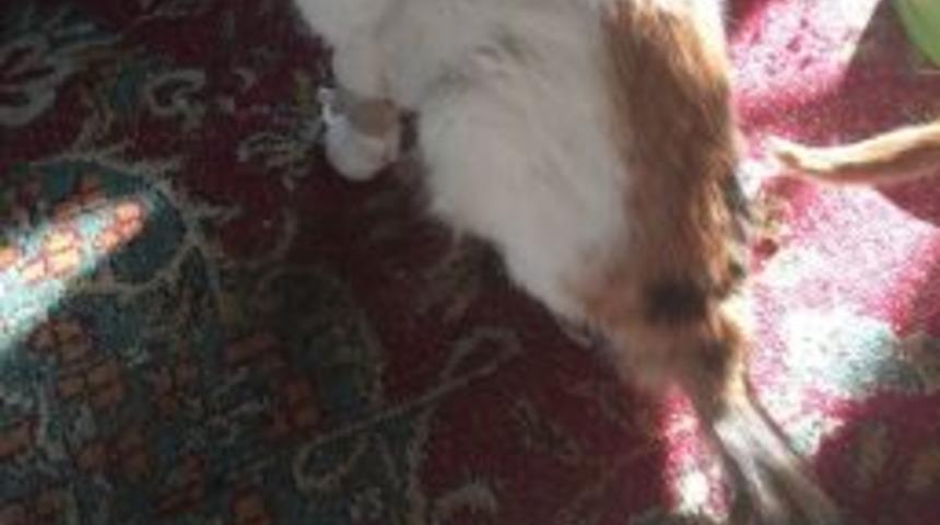 Kediye Cerrahi M&uuml;dahale